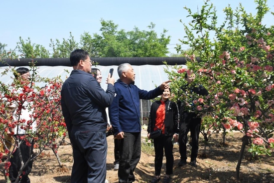 NG体育：河北定州：乡土专家育海棠 游客尽享好春光(图1)