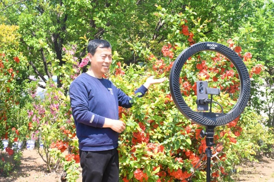 NG体育：河北定州：乡土专家育海棠 游客尽享好春光(图2)