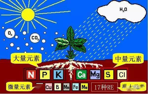 技术｜苗木肥料知识大全(图1)