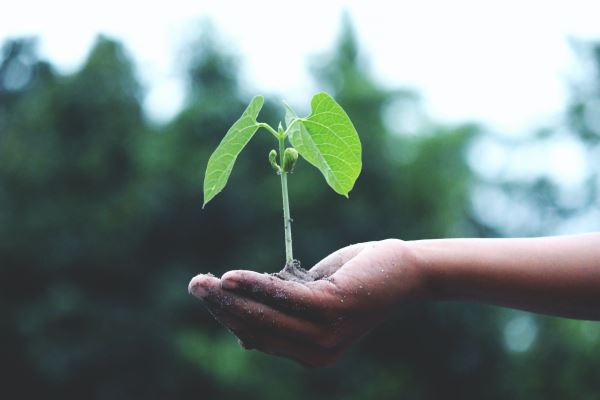 国内绿化分析(绿化苗木种植前景怎样)(图1)