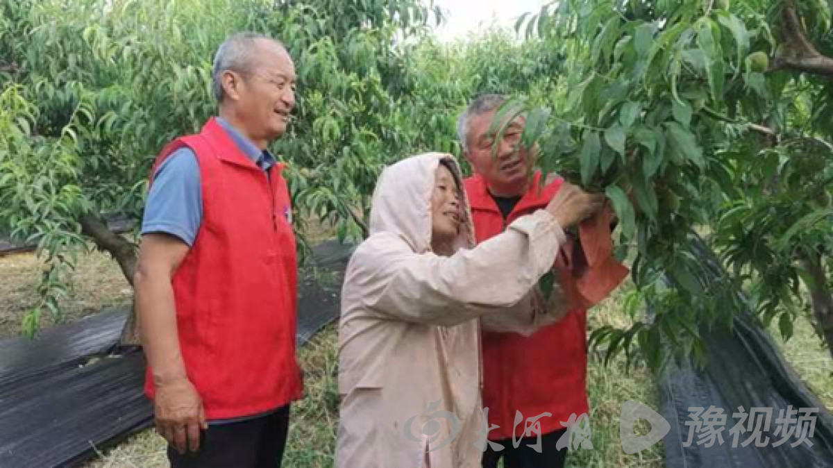 NG体育：开封市杞县林业科技特派员助力果农提升种植技术 推动绿色果品发展(图1)