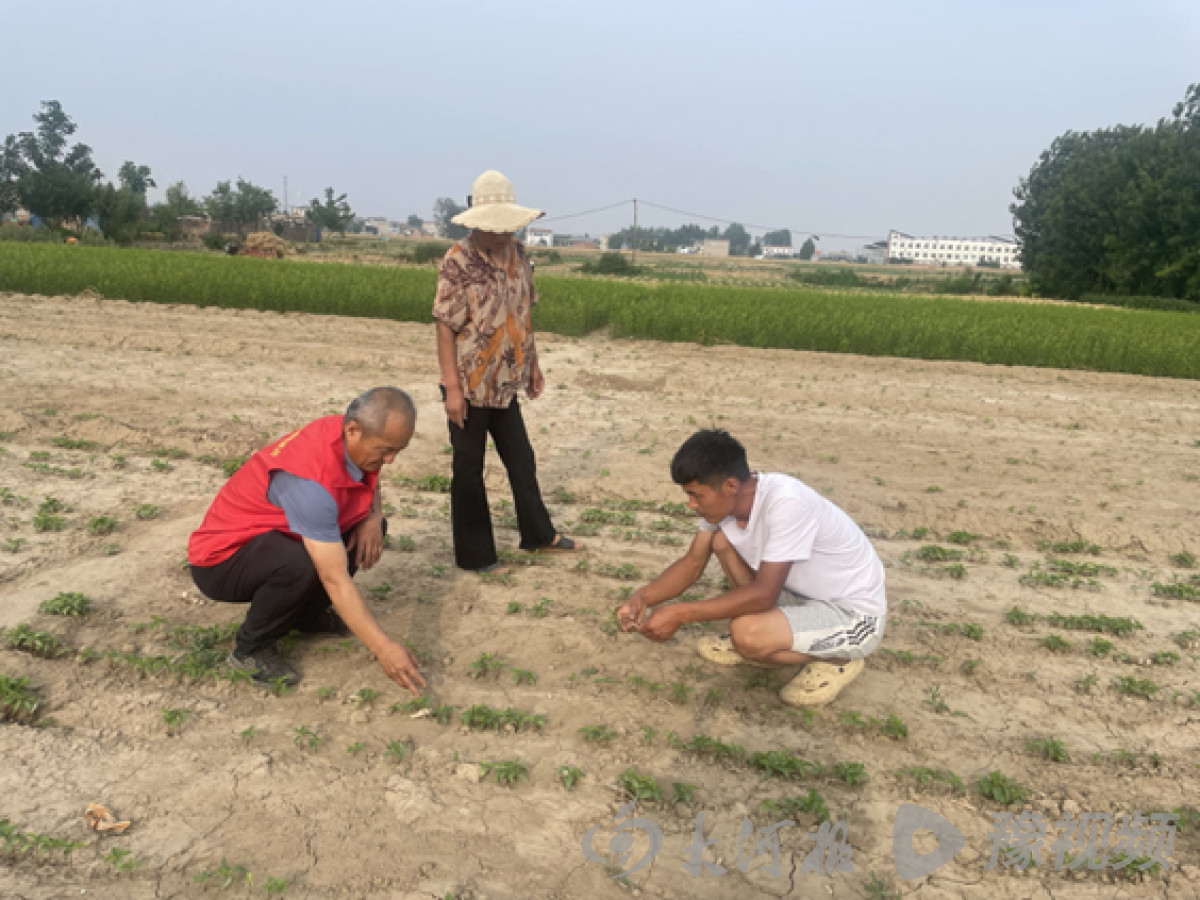 NG体育：开封市杞县林业科技特派员助力果农提升种植技术 推动绿色果品发展(图3)