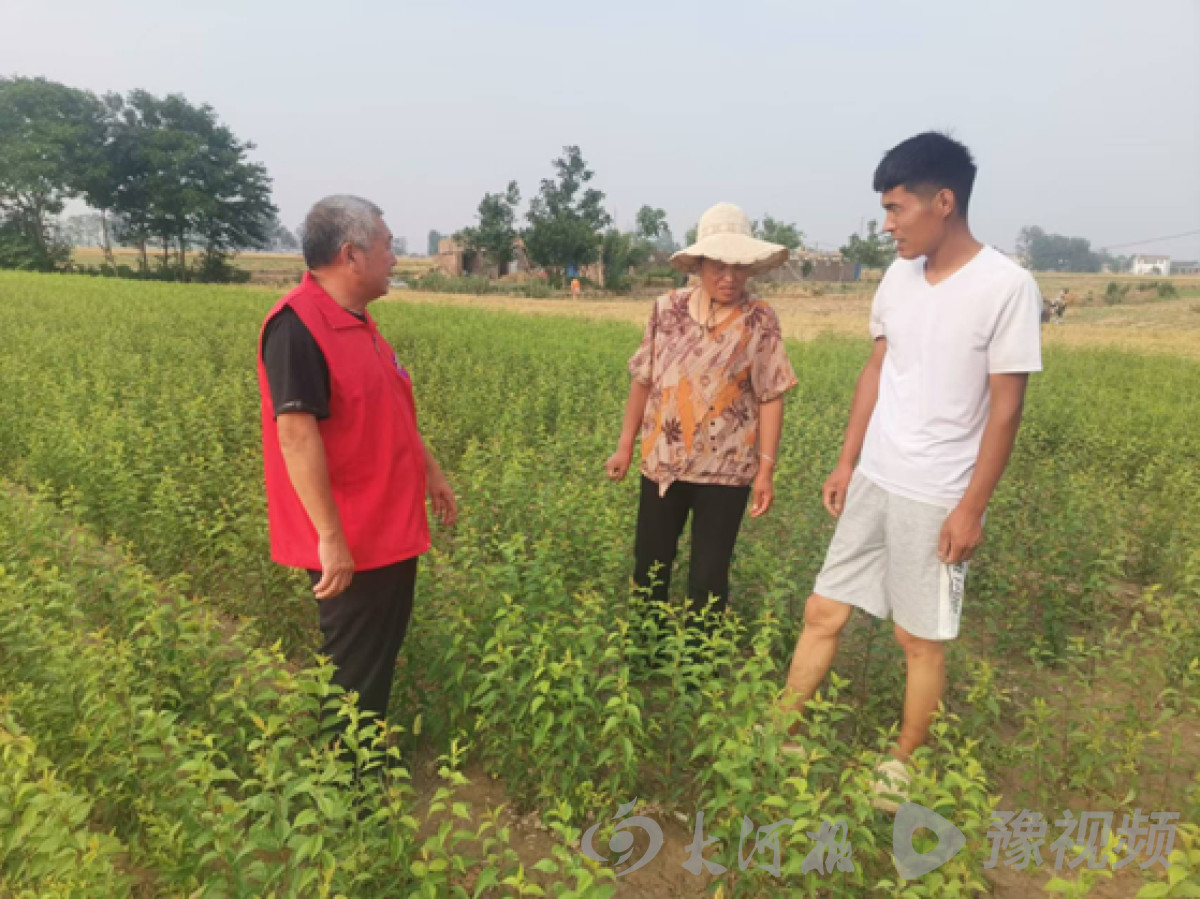 NG体育：开封市杞县林业科技特派员助力果农提升种植技术 推动绿色果品发展(图2)